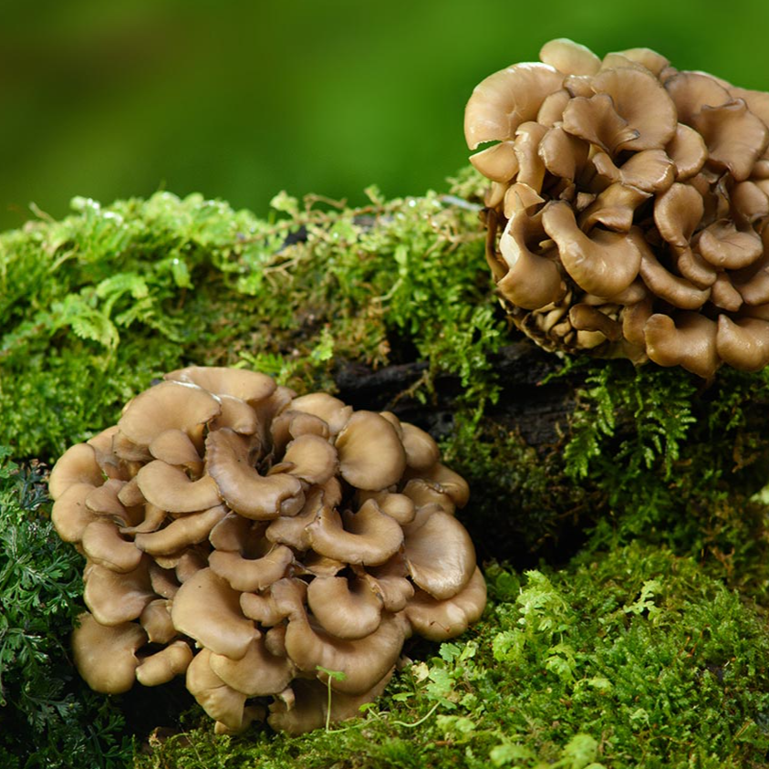 Maitake ASKO Le Ricette Del Naturopata maitake-asko-le-ricette-del-naturopata