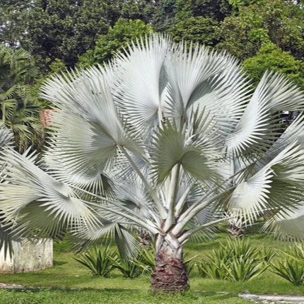 Serenoa repens - ASKO Le ricette del naturopata