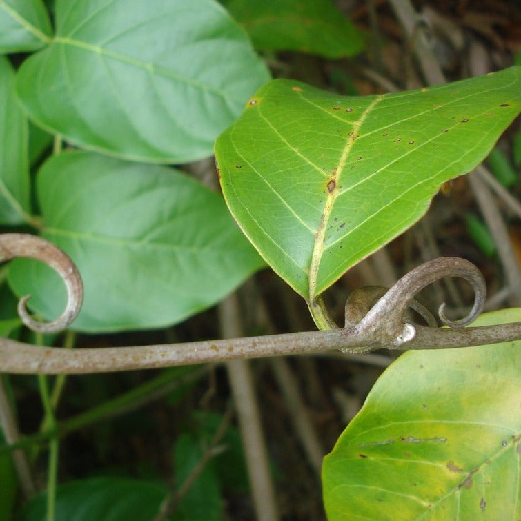 Uncaria - ASKO Le ricette del naturopata