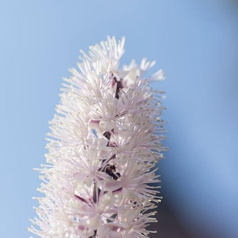 Cimicifuga - ASKO Le ricette del naturopata