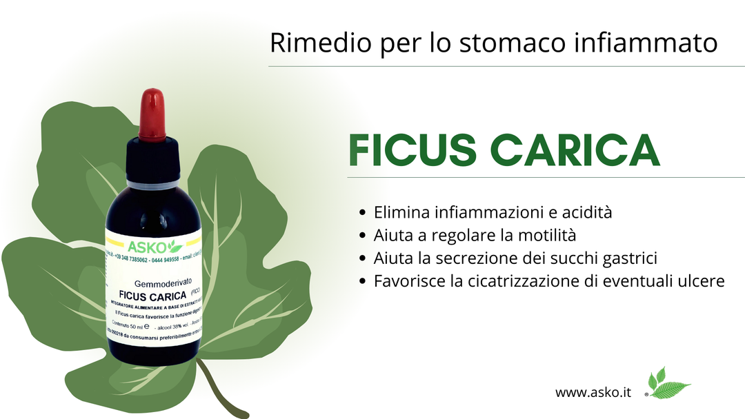 Ficus carica, la pianta protettrice dello stomaco