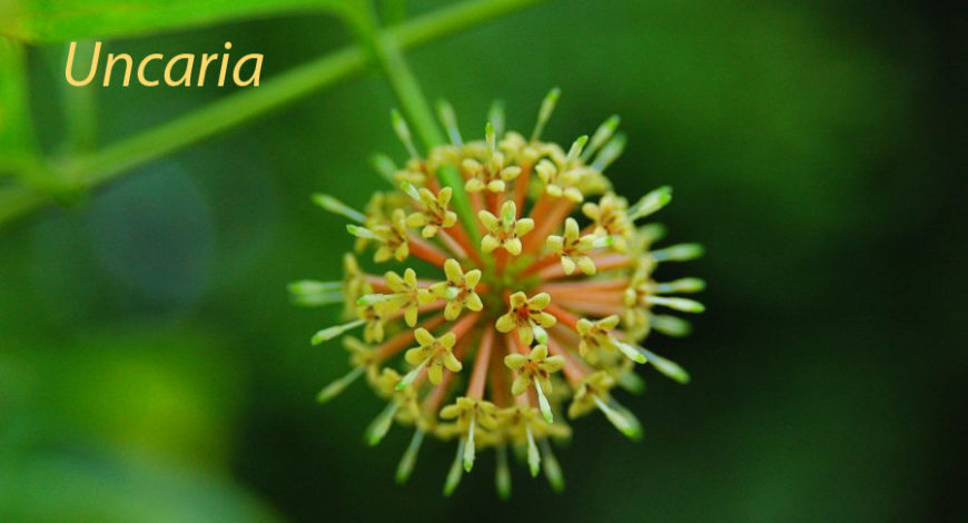 Uncaria tomentosa: un rimedio che stimola le difese immunitarie