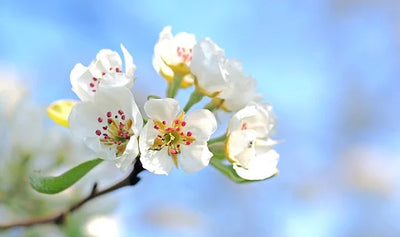 Come affrontare la primavera: consigli per il tuo benessere