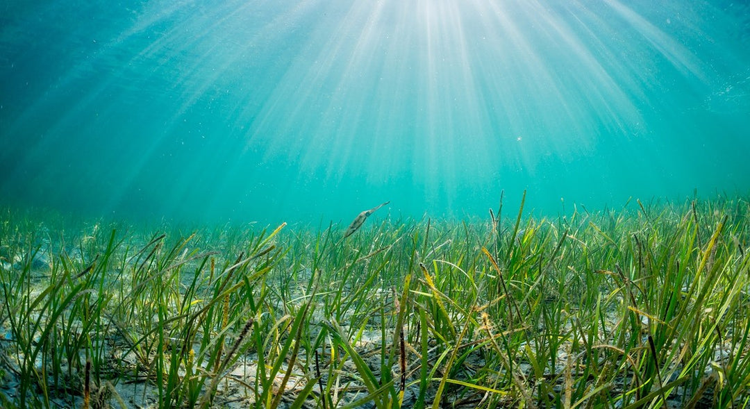 Alga Klamath: scopri le 10 qualità dei principi attivi !