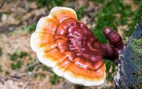 ✨ Scopri il Potere del Reishi: L'Integratore Antinfiammatorio Naturale ✨