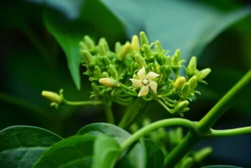 Gymnema sylvestre: proprietà e controindicazioni