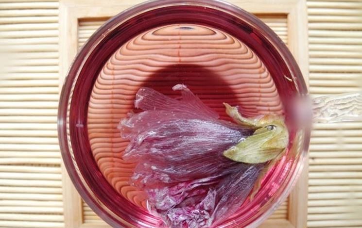 Mucillagine di Malva per disturbi dell’apparato gastrointestinale