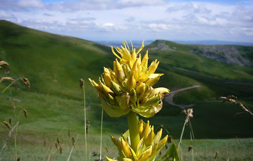 Gentiana lutea, una pianta interessante