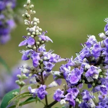 Agnocasto - ASKO Le ricette del naturopata 