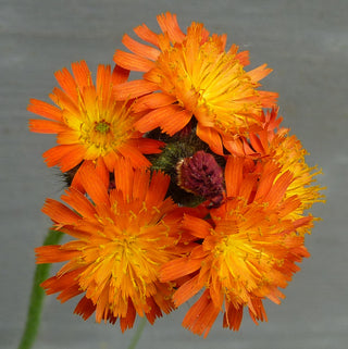 Pilosella - ASKO Le ricette del naturopata 