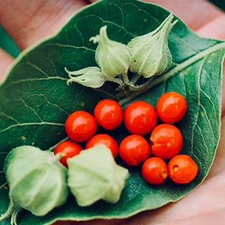 Withania - ASKO Le ricette del naturopata 
