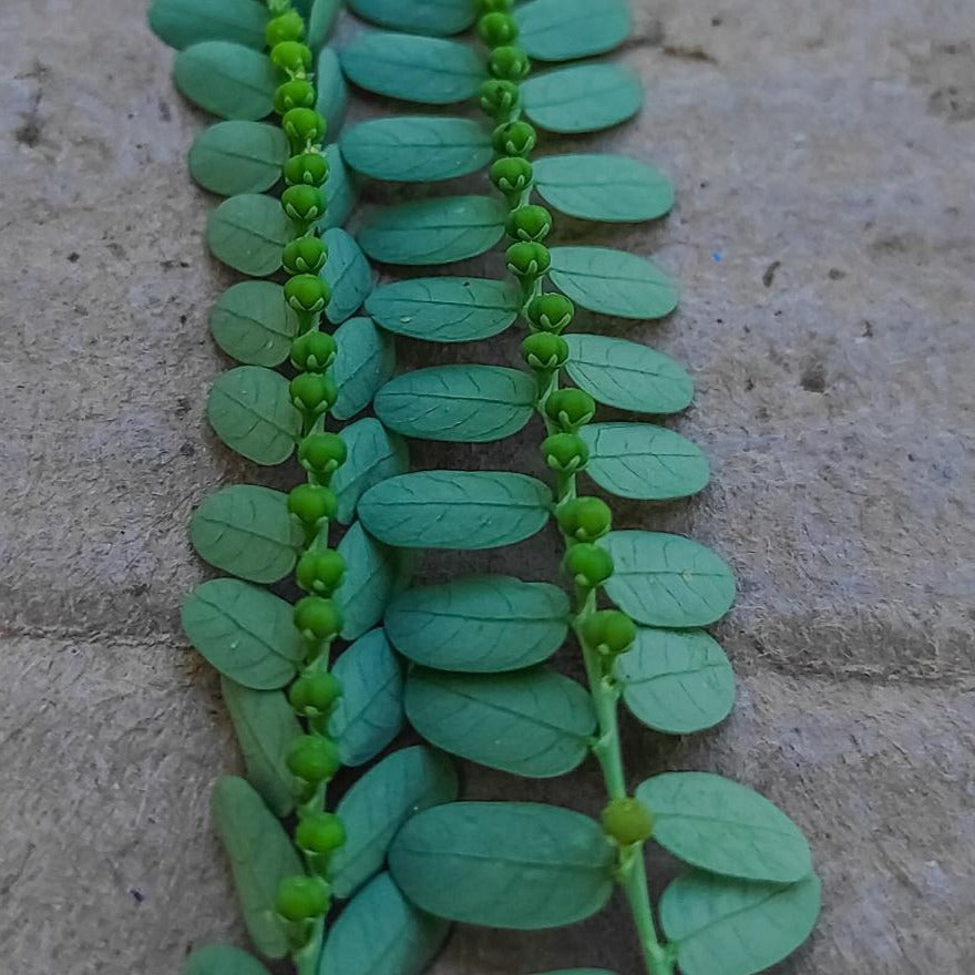 Spaccapietra - ASKO Le ricette del naturopata 