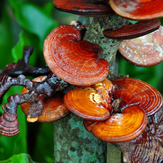 Reishi - ASKO Le ricette del naturopata 