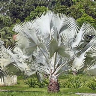 Serenoa repens - ASKO Le ricette del naturopata 