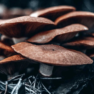 Shiitake - ASKO Le ricette del naturopata 