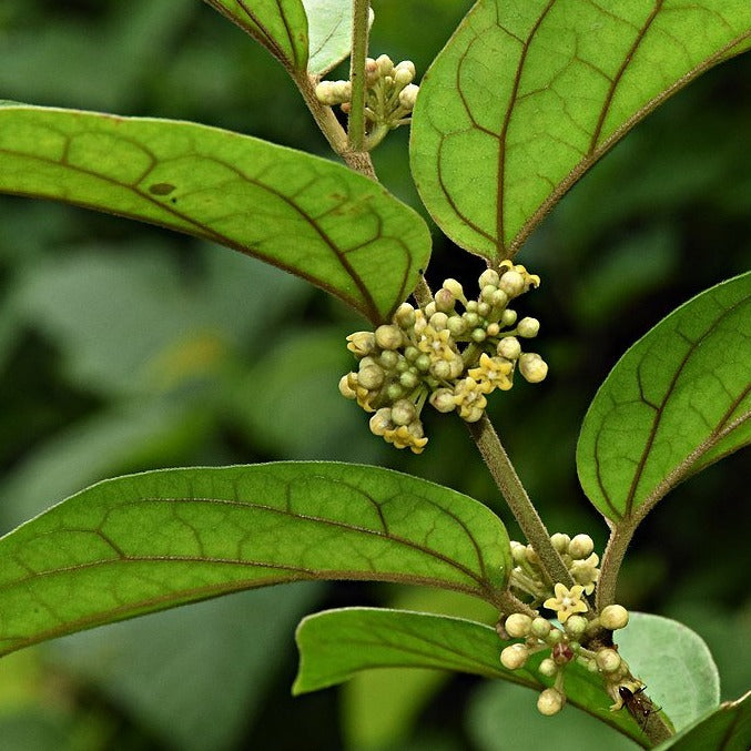 Gymnema - ASKO Le ricette del naturopata 