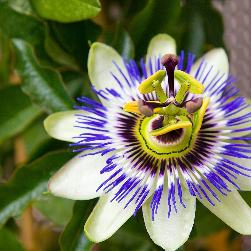 Passiflora - ASKO Le ricette del naturopata 