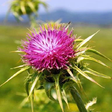 CardoMariano - ASKO Le ricette del naturopata 