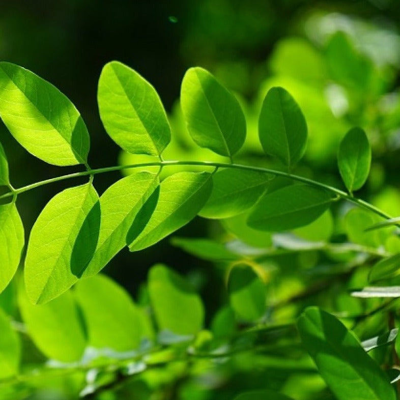 Clorofilla - ASKO Le ricette del naturopata 