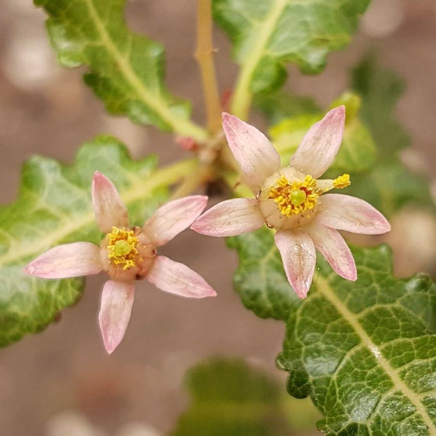 Boswellia - ASKO Le ricette del naturopata 