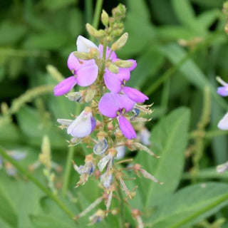 Desmodium - ASKO Le ricette del naturopata 