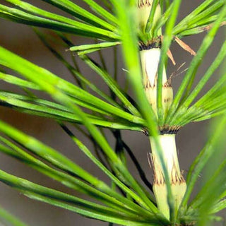 Equiseto - ASKO Le ricette del naturopata 