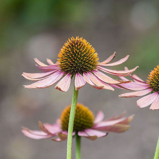 Echinacea - ASKO Le ricette del naturopata 