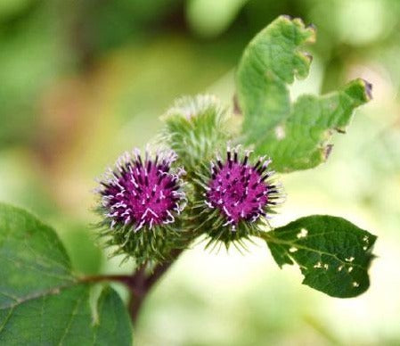 Digestimix Enzymase - ASKO Le ricette del naturopata 