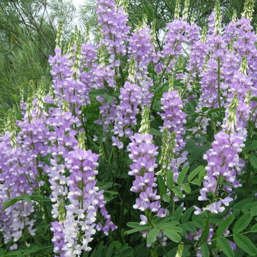 Operdiabet - ASKO Le ricette del naturopata 