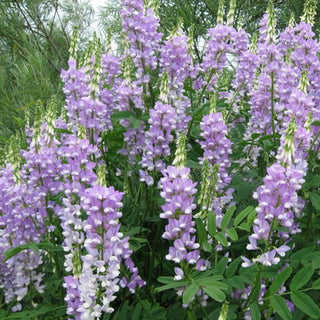 Operdiabet - ASKO Le ricette del naturopata 