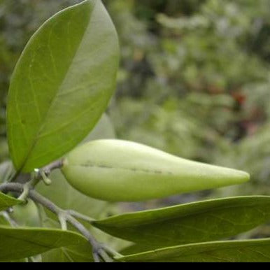 Gymnema - ASKO Le ricette del naturopata 