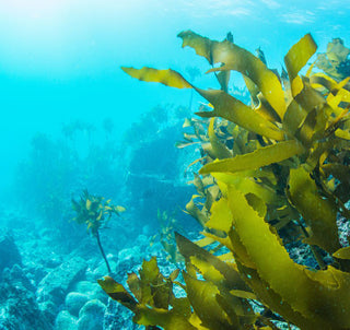 Alga Klamath - ASKO Le ricette del naturopata 