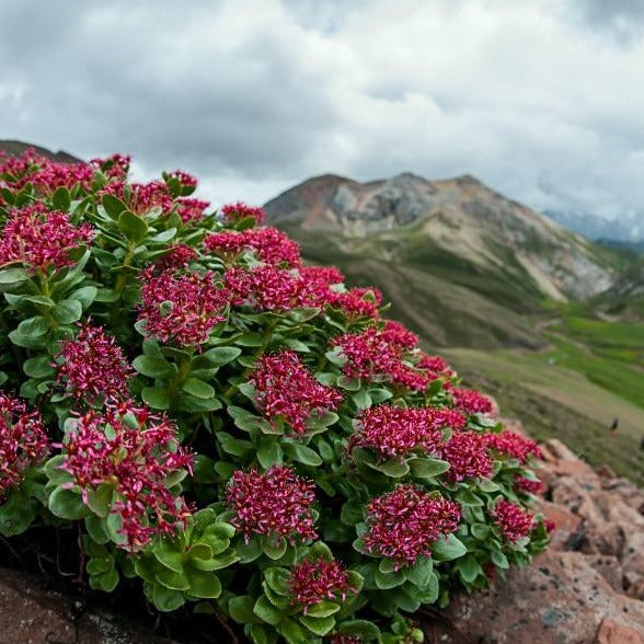 Rhodiola Rosea - ASKO Le ricette del naturopata 