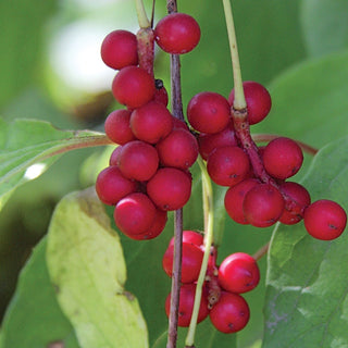 Schisandra - ASKO Le ricette del naturopata 