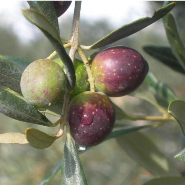 Olivo - ASKO Le ricette del naturopata 