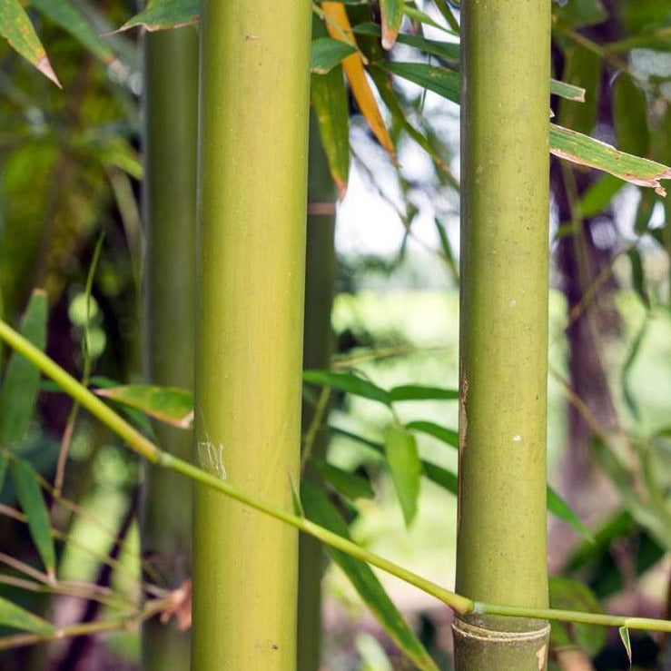 Bamboo - ASKO Le ricette del naturopata 