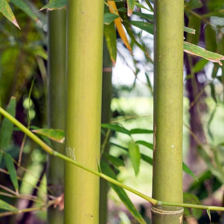 Bamboo - ASKO Le ricette del naturopata 