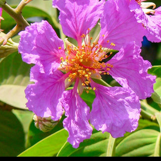 Glicolow - ASKO Le ricette del naturopata 