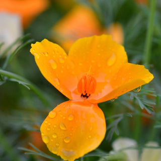 Escolzia - ASKO Le ricette del naturopata 