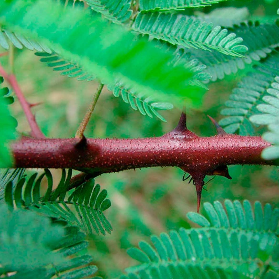 Unguento al Tepezcohuite - ASKO Le ricette del naturopata 