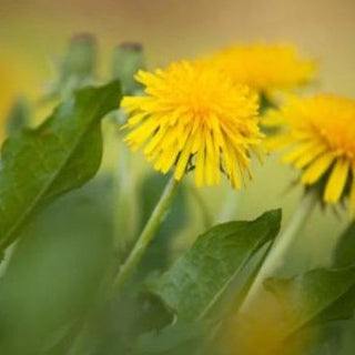 Carciofo Tarassaco - ASKO Le ricette del naturopata 