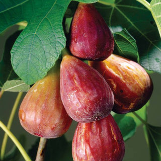 Ficus Carica - ASKO Le ricette del naturopata 