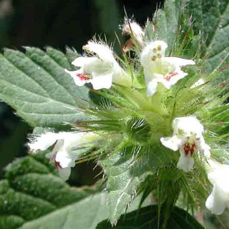 Tisana Lamio Ortica Bianca T.T. - ASKO Le ricette del naturopata 