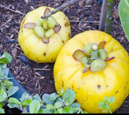 Garcinia - ASKO Le ricette del naturopata 