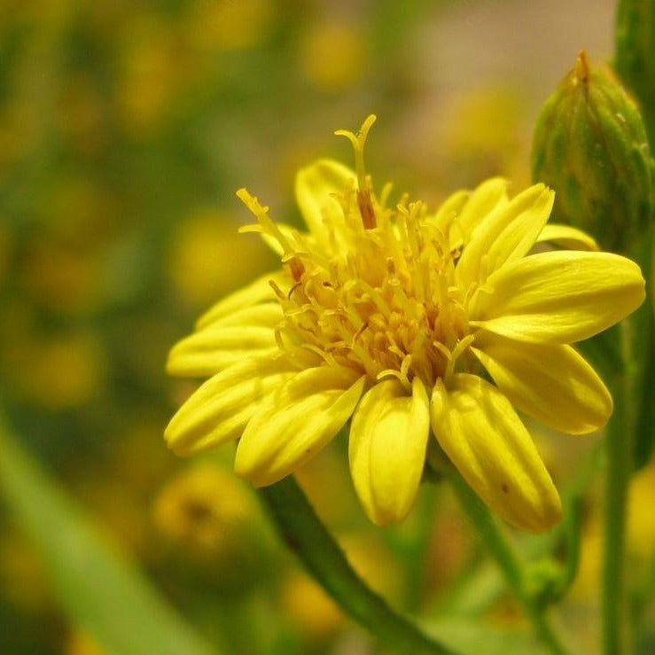 Tisana Verga d'Oro T.T. - ASKO Le ricette del naturopata 