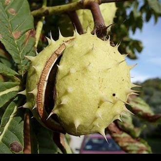 Ippocastano - ASKO Le ricette del naturopata 