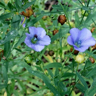 Olio Semi di Lino Purissimo - ASKO Le ricette del naturopata 