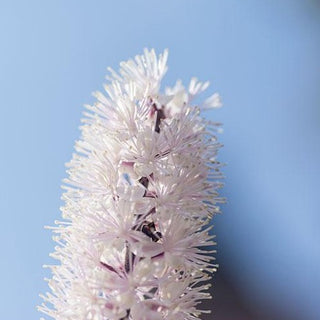 Cimicifuga - ASKO Le ricette del naturopata 