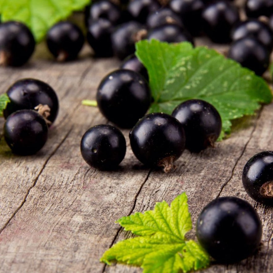 Ribes Nigrum - ASKO Le ricette del naturopata 