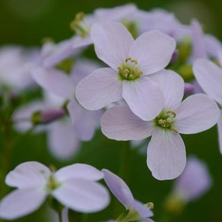 Borsa del pastore - ASKO Le ricette del naturopata 